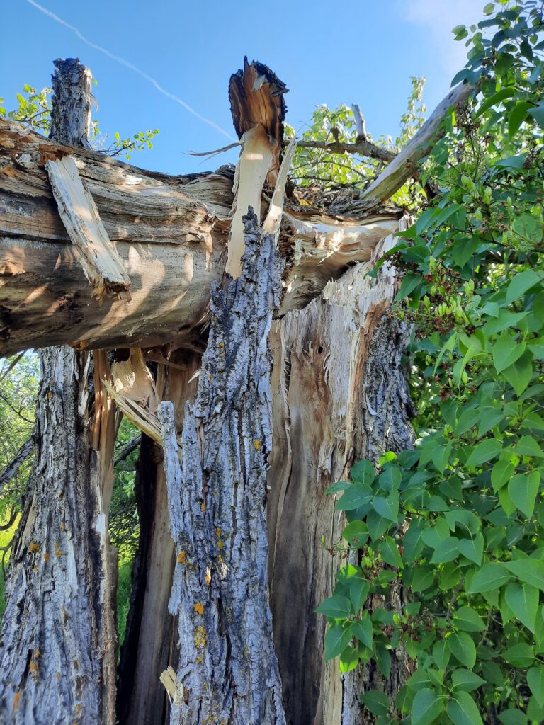 Tüvemädanik ja tormimurd Rakveres – arborist hindamas puu struktuurset nõrkust.