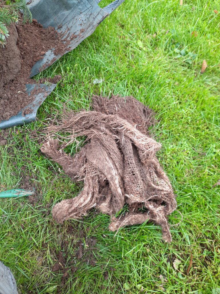 Õige istutus meetod aitab puudel kasvada.