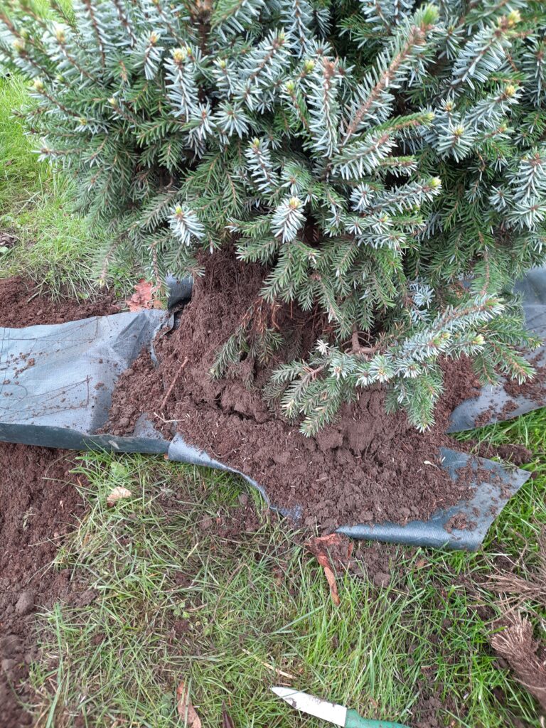 Kontrolli alati keerdjuurestikku, selle olemasolul aita puul sellest vabaneda.