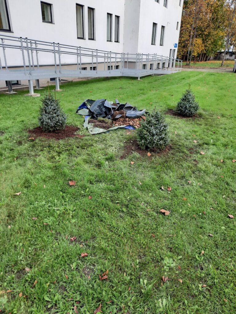 Viljapuude ja ilupuude istutamine – professionaalne arborist rajab haljastust