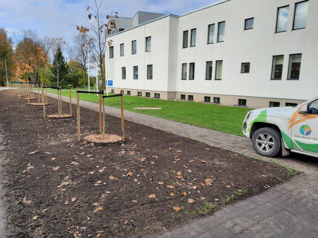 Noorte puude toestamine ja hooldus pärast istutamist Ida-Virumaal