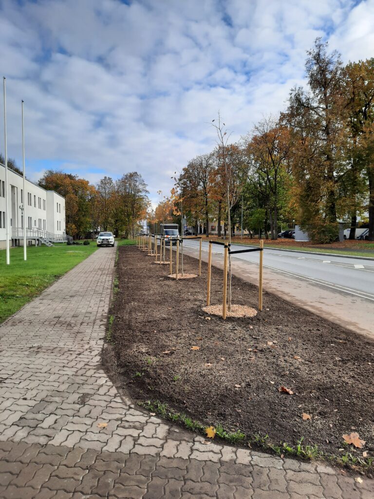 Suurte puude istutamine ja transport Tallinnas ning Tartus – ArborWorks