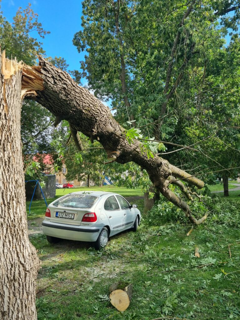 Arborist Tallinnas likvideerimas tormikahjustust autol