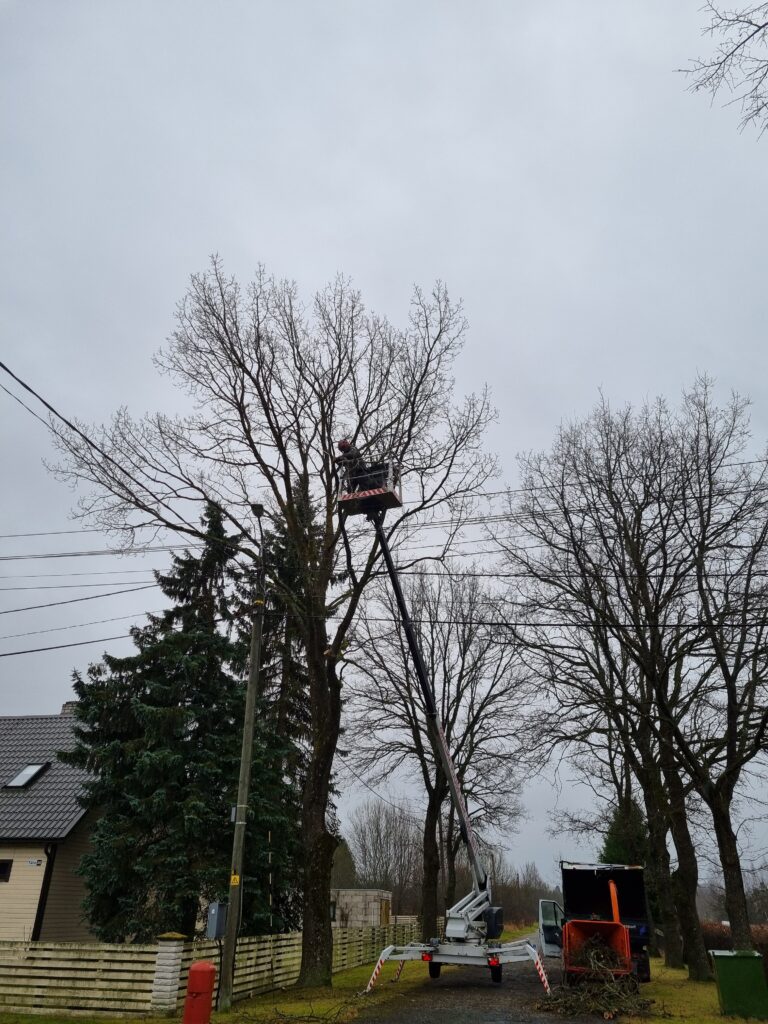 Õige puuhooldus aitab puul kasvada aastaid!