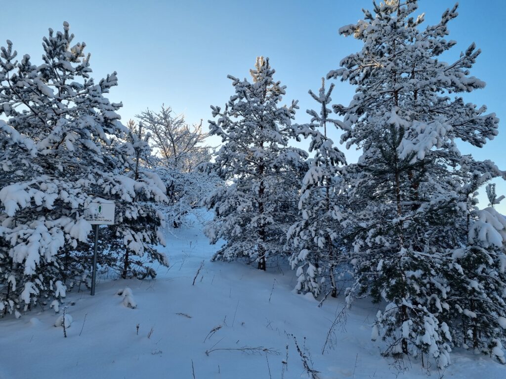 Arborist Tallinn / Harjumaa soovitab: lume raputamine elupuudelt ennetab nende laiali vajumist.