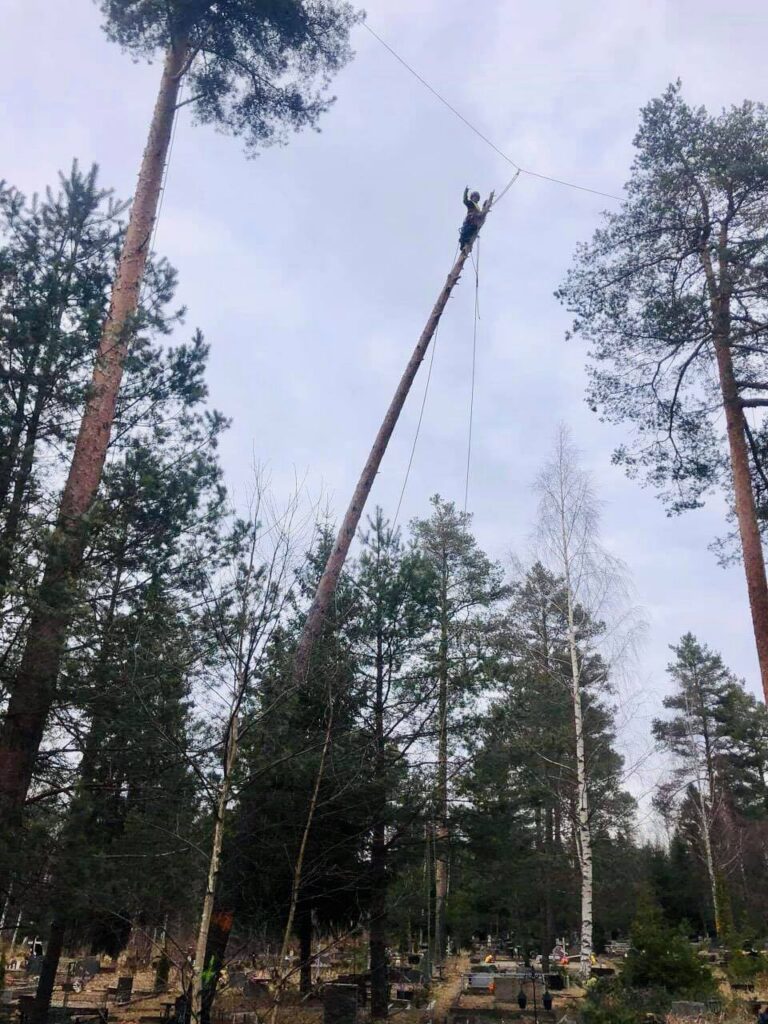 Arborist Kohtla-Järvel Raudi kalmistul ohtlikku kuivanud puud langetamas.