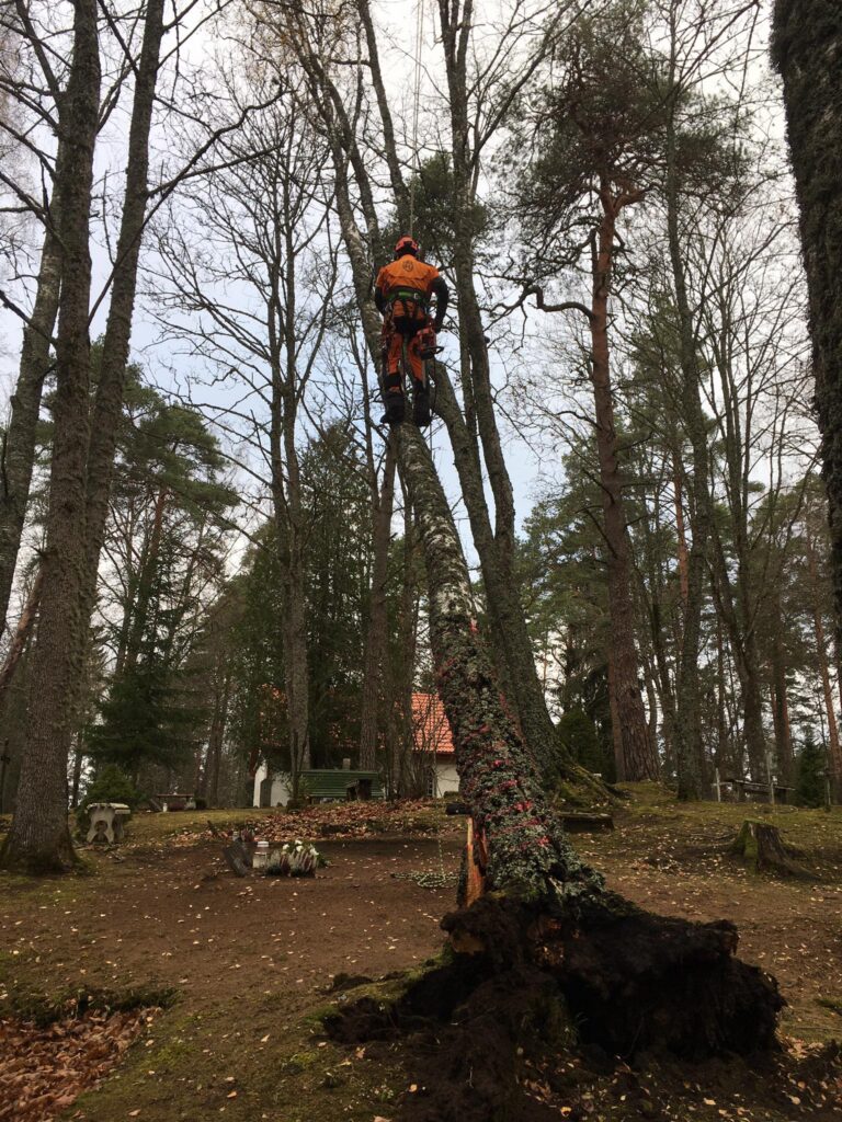 Arborist Jõhvi ja Ida-Virumaal teostab ohtlike puude langetamist üle Eesti.