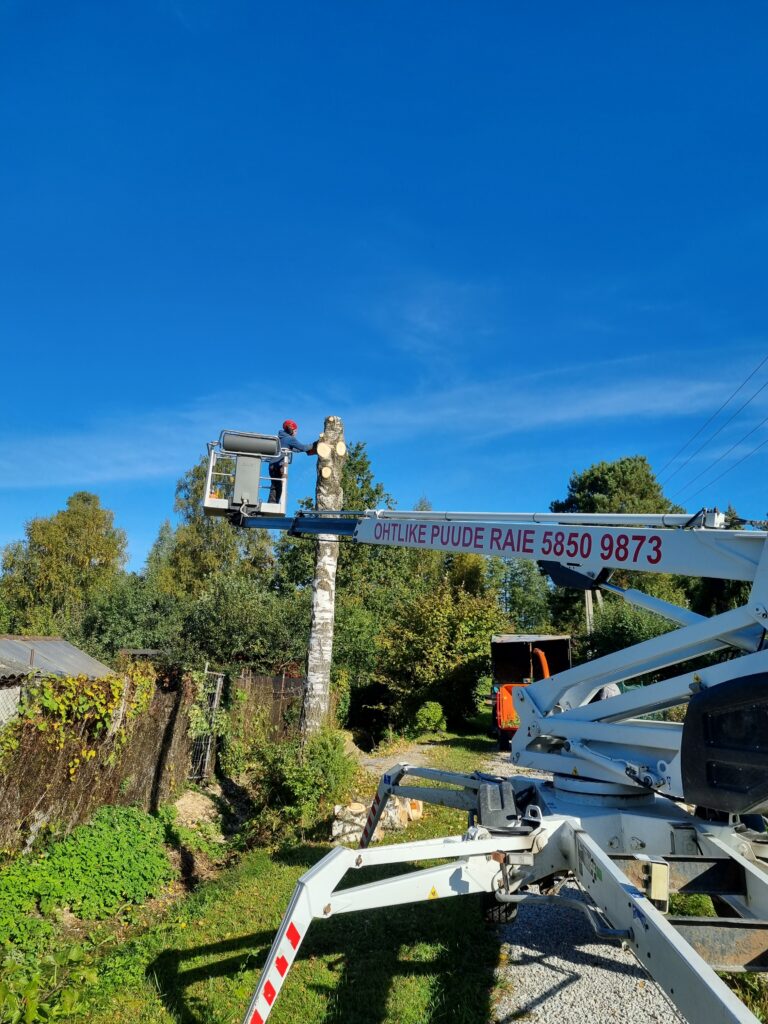 Ohtlike puude langetamine ja puude hoolduslõikus Tartus ja Tartumaal.
