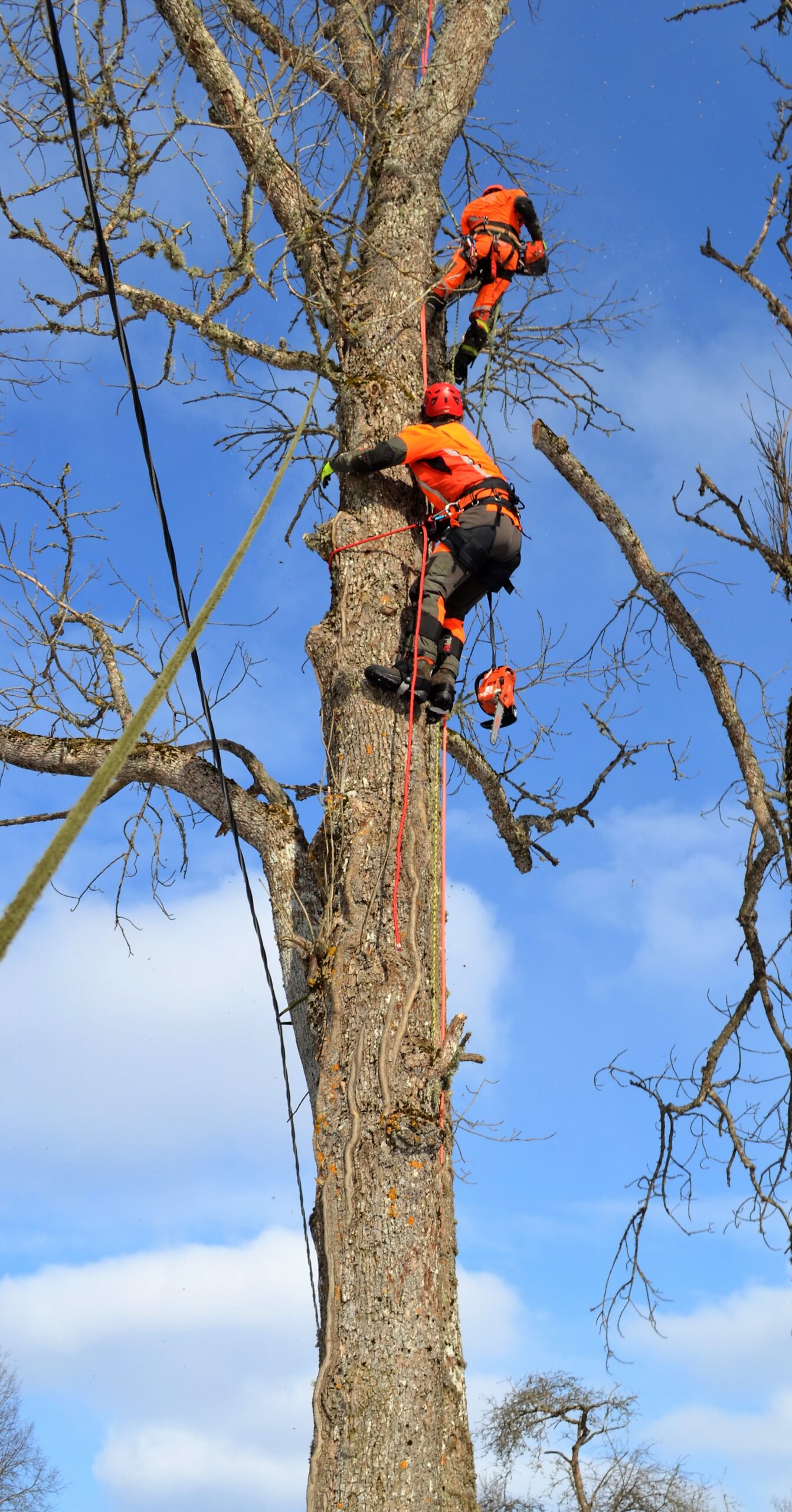 Команда арбористов ArborWorks на объекте в Нарве и Нарва-Йыэсуу
